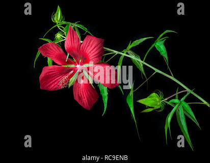 Hibiscus coccineus o scarlet rosemallow, è un ardito Hibiscus specie che assomiglia molto a Cannabis sativa. È anche noto come Texas star, brillante Foto Stock