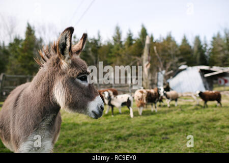 Asino in fattoria, vacche in background Foto Stock