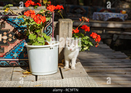 Piccola strada un senzatetto gattino si siede vicino al laghetto Foto Stock