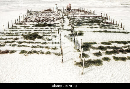Allevamento di alghe di muschio irlandese a Zanzibar Foto Stock