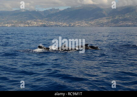 Un gruppo di pappagallo tropicale balene sulla costa di Madeira vicino Funcahl Foto Stock