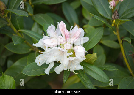 Close-up di bianco fiore di rododendro cominciando a fiorire in un giardino Foto Stock