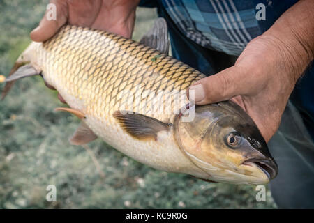 Fisherman tenendo un grande pesce pescato nel fiume. Foto Stock