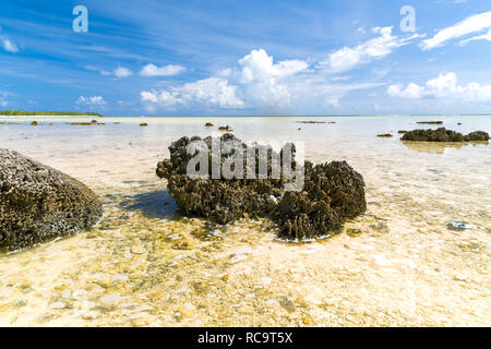 Disco stony coral sulla spiaggia in Polinesia francese Foto Stock