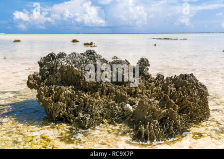 Disco stony coral sulla spiaggia in Polinesia francese Foto Stock