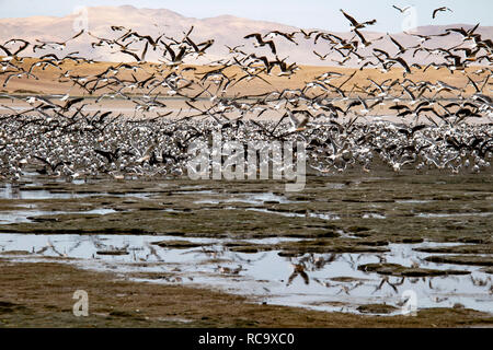 Gli uccelli migratori in Paracas Riserva Naturale, Ica, Perù Foto Stock