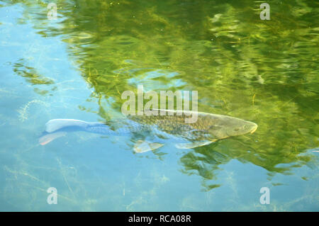 La carpa comune Cyprinus carpio, nuoto in Chichester Ship Canal. Foto Stock