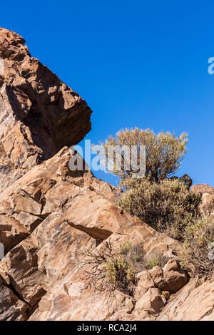 Spartocytisus supranubius, Retama del Teide, arbusti in Las Canadas del Teide National Park, Tenerife, Isole Canarie, Spagna Foto Stock