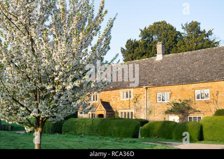 Ciliegio fiore e i cottage inglese in primavera. Grande Tew, Oxfordshire, Cotswolds, Inghilterra Foto Stock