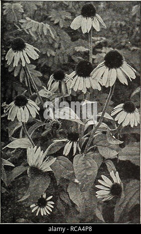 . Dreer's garden prenota 1918. Cataloghi di sementi; vivaio cataloghi; attrezzature da giardinaggio e fornisce cataloghi; fiori Semi cataloghi; semi di ortaggi cataloghi; frutto Semi cataloghi. Ranunculus Aconitifolius Fl. Pl. (Fair cameriere di Francia). Rudbeckia Purpurea (Gigante cono viola fiore) ROMNEYA (California Tree di Matilija papavero) Coulter!. Questo bellissimo papavero, mentre hardy come lontano nord come Philadelphia, dovrebbero essere piantati in un ben drenato, la soleggiata e riparata posizione. Esso cresce da 3 a 5 piedi alto e spesso ha da 12 a 15 fiori espanso su un unico getto in una sola volta. I fiori sono bianchi, Foto Stock