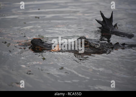 Piccolo coccodrillo di stalking preda del bayou della Louisiana. Foto Stock