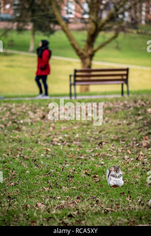 Scoiattolo in un parco Foto Stock