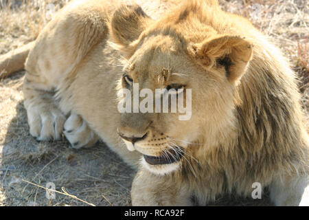 Lion immagini HD 1080p Foto Stock