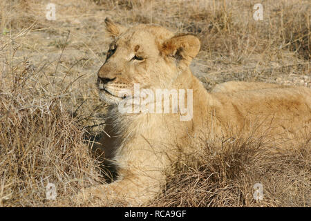Maschio foto di Lion Foto Stock