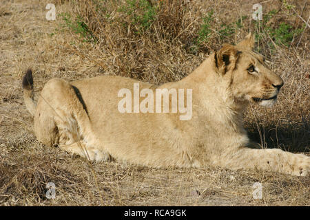 Lion immagine 3D Foto Stock