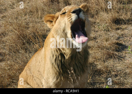 Ruggito del leone Foto Stock