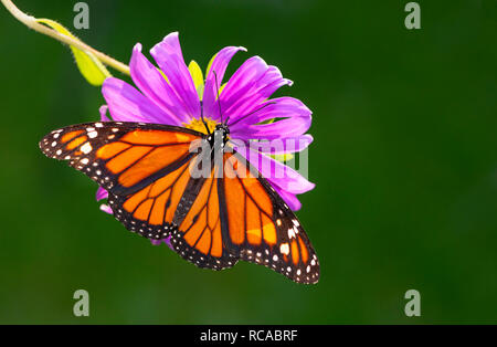 Farfalla monarca Danaus Plexippus con ali spiegate, alimentazione su un viola di fiori selvaggi, vista dall'alto su uno sfondo verde scuro Foto Stock