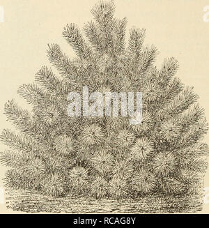 . Ellwanger &AMP; Barry catalogo supplementare novità, etc. : 1898. 78 ELLWANGER &AMP; BAREY'S Juniperus c. var. Hibernica robusta. Robusto Ginepro irlandese. C. Più vig-orous rispetto a precedenti-, e senza dubbio hardier, ma non in modo abbastanza reg-ular in forma, nevei'theless bello. 75c. J. C. var. suecica. Juxiper svedese, C. di piccole dimensioni e bello, struttura piramidale, con colore giallognolo g-reen foli- ag-e. Essa è piuttosto ardito. 75e. J. C. var. suecica nana. Nana Ginepro svedese. D. Una nana, Hardy varietà. $1.00. +J. La Japonica. In Giappone il ginepro. D. nativo di Cina e Giappone. Una nana, denso, folte evergreen, wi Foto Stock
