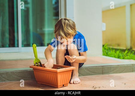 Poco carino boy scrofe semi in un vaso di fiori nel giardino Foto Stock