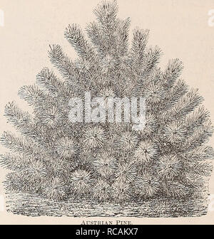 . Ellwanger &AMP; Barry catalogo generale di frutta &AMP; alberi ornamentali, rose ecc. 78 ELLWANGER &AMP; BARRY Juniperus c. var. Hibemica robusta. Robusto Ginepro irlandese. C. più energica rispetto la precedente, e senza dubbio hardier, ma non in modo abbastanza regolari nella forma, tuttavia bello. T5c. c. var. suecica. Ginepro svedese. C. di piccole dimensioni e bello, struttura piramidale, con verde giallognolo foli- età. Essa è piuttosto ardito. Toe. c. var. suecica nana. Nana ginepro svedese. D. Una nana, Hardy varietà. Sl-00. La Japonica. J jpajx ginepro. T&GT;. Nativo di Cina e Giappone. Una nana, denso, folte evergreen, Foto Stock