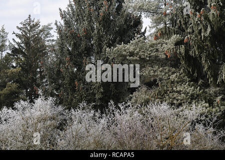 La brina su arbusti e alberi di conifere a bordo del bosco a freddo inverno mattina Foto Stock