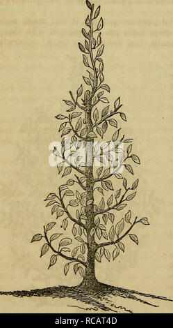 . Elliott di frutta libro;. Frutta-cultura; frutta. [Dal vecchio catalogo]. 302 La Pera. quelli hanno fatto di giovani germogli di una lunghezza sufficiente per dare uniformità di- ità all'albero. Questo richiede molta attenzione e problemi; è meglio stare attenti a non piantare un albero per una piramide che non è ben arredato con boccioli e rami alla sua base. Un albero di questa descrizione possono essere presto fatta assumere la forma della figura precedente, che è una perfetta forma piramidale pear tree, come dovrebbe essere in luglio, prima che il suo fronte di germogli laterali e perpendicolari i leader sono accorciati, che è fatto meglio verso l'en Foto Stock
