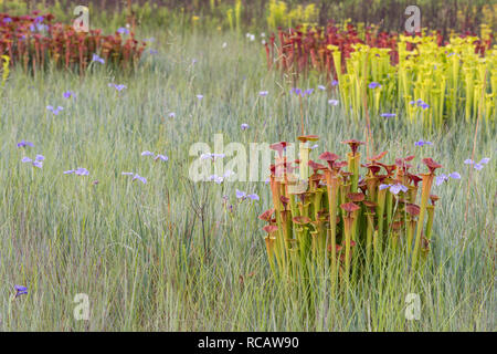 Brocca giallo piante (Sarracenia flava) lussureggianti post masterizzazione di crescita con Savannah (Iris Iris Purshia) lungo il perimetro della baia di Carolina. Francis Marion N Foto Stock