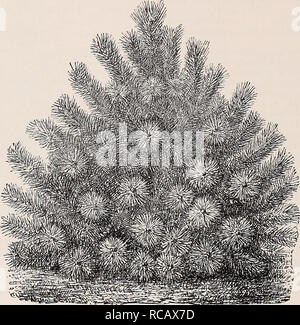 . Ellwanger &AMP; Barry catalogo generale : Mount Hope vivai. 78 ELLWANGER &AMP; BARRY Juniperus c. var. Hibernica robusta. Robusto Ginepro irlandese. C. più energica rispetto le precedenti-, e senza dubbio hardier, ma non in modo abbastanza regolari nella forma, tuttavia bello. 75c. J. C. var. suecica. Ginepro svedese. C. di piccole dimensioni e bello, struttura piramidale, con verde giallognolo foli- età. Essa è piuttosto ardito. 75c. J. C. var. suecica nana. Nana Ginepro svedese. D. Una nana, Hardy varietà. $1.00. +J. La Japonica. In Giappone il ginepro. I&GT;. Nativo di Cina e Giappone. Una nana, denso, folte evergreen, con paglierino Foto Stock