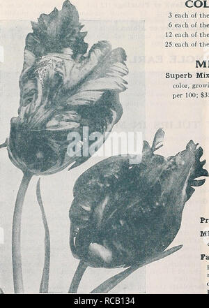 . Dreer di anticipo elenco di primavera i bulbi 1932. Lampadine (piante) cataloghi; semi di ortaggi cataloghi; fiori Semi cataloghi; Vivai (orticoltura) cataloghi; attrezzature da giardinaggio e i cataloghi dei materiali di consumo. Doppio primi tulipani. Parrot o Dragon tulipani collezioni di tulipani doppia 3 ciascuno dei dodici varietà, 36 lampadine $2 00 postpagato 6 ciascuno dei dodici varietà, 72 bulbi 3 85 12 ciascuna delle dodici varietà, 144 lampadine 7 50 25 ciascuno dei 12jvarieties, 300 lampadine 14 00 doppio misto primi tulipani superba miscela. Davvero una bella miscela, miscelati per dare una completa gamma di colore, crescente alla stessa altezza Foto Stock