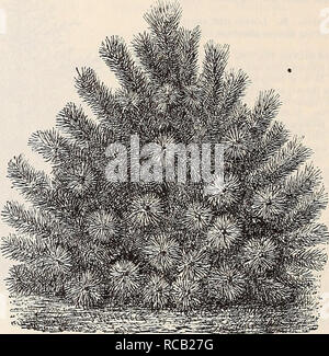 . [Ellwanger &AMP; Barry catalogo generale]. 78 ELLWANGER &AMP; BARRY Juniperus c. Tar. Hibernica robusta. Robusto Ginepro irlandese. C. più energica rispetto la precedente, e senza dubbio hardier, ma non in modo abbastanza regolari nella forma, tuttavia bello. 75c. J. C. var. suecica. Ginepro svedese. C. di piccole dimensioni e bello, PJ-ramidal tree, con verde giallognolo foli- età. Essa è piuttosto ardito. 75c. J. C. var. suecica nana. DwARP svedese di ginepro. D. Una nana, Hardy varietà. $1.00. +J. La Japonica. In Giappone il ginepro. D. nativo di Cina e Giappone. Una nana, denso, folte evergreen, con luce e vivace fogliame verde. Foto Stock