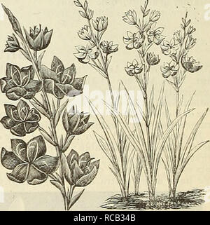 . Dreer lampadina della lista : 1887. Vivai (orticoltura) cataloghi; cataloghi commerciali semi; lampadine (piante) Semi cataloghi; fiori Semi cataloghi; semi di ortaggi cataloghi. Schizostylis Coccinea. SEASONABLE B00KS 6F riferimento. La cultura di asparagi, Bridgeman's del giardiniere, Assistente . Downing di frutta e di alberi da frutto di America, " Frutti selezionati, Elliott di prato e alberi di ombra, felce Libro (Cooke), Pesce sui bulbi " " crisantemi, Heinrich la finestra del giardino Henderson pratico della floricoltura, .... " Il giardinaggio per piacere, . . " Hand-Book di piante, Hoopes il libro dei sempreverdi Foto Stock