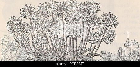 . Dreer's 1897 catalogo autunno : lampadine, piante, semi &amp;c. Lampadine (piante) cataloghi; fiori Semi cataloghi; attrezzature da giardinaggio e fornisce cataloghi; Vivai (orticoltura) cataloghi; semi di frutta cataloghi. 14 Preer del catalogo autunno 1897. Varie lampadine e radici. m Agapanthus. Anemoni. Queste affascinanti hardy fiore di primavera sono sempre meglio conosciuto e mor popolari come un giardino fiorito . Entrambe le camere doppie e singole sono ugualmente de- sirable, e nessun giardino dovrebbe essere senza di loro. Essi sono adatti- in grado per la pentola o la cultura di confine e quando piantati in masse sono più efficaci. Ci riescono meglio in Foto Stock