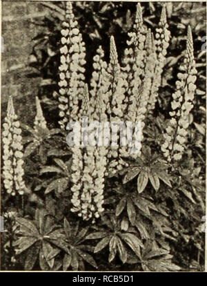 . Dreer del catalogo autunno di lampadine : piante, arbusti, e sementi per la semina di caduta. Semi di fiori di cataloghi; lampadine (piante) Semi cataloghi; Vivai (orticoltura) cataloghi; attrezzature da giardinaggio e i cataloghi dei materiali di consumo. Lobelia • 3031 Cardinalis (Cardinale fiore). I picchi alti coperti con una brillante scariet blumi. Cresce di circa 3 metri di altezza e fiorisce da agosto a ottobre. Pkt. 25c; pkt speciale. 75c. 3032 Cardinalis, Queen Victoria. Il fogliame bronzea; scarlet fiori in autunno; 3 piedi. Pkt. 25c; pkt speciale. S1.50. Lupinus-® di lupino. Lupinus polyphyllus Polyphyllus (Lupino Washinnlon). Queste perenni Lu Foto Stock