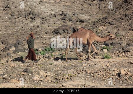 Camel pastore nella regione di Dhofar, Jabal al Qamar, southern Oman, Penisola Arabica, Medio Oriente e Asia Foto Stock