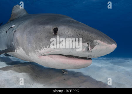Un primo piano squalo tigre femminile Foto Stock