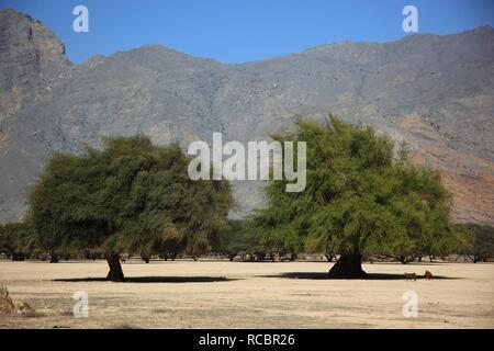 Paesaggio di Wadi Sal al-Un'la, acacia woodland, Omani enclave di Musandam, Oman, Medio Oriente e Asia Foto Stock