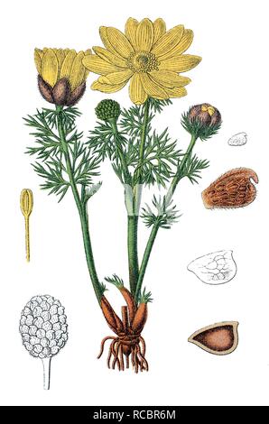 Giallo Fagiano's Eye o veratro nero (Adonis vernalis), pianta medicinale, pianta utile, chromolithograph, circa 1790 Foto Stock