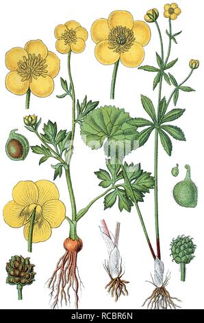 La basilica di Sant'Antonio rapa o ranuncolo bulboso (Ranunculus bulbosus), a sinistra e a Kashubian Buttercup (Ranunculus cassubicus), destra Foto Stock