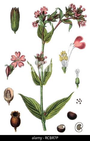 Red Campion (Silene dioica), pianta medicinale, pianta utile, chromolithograph, circa 1790 Foto Stock