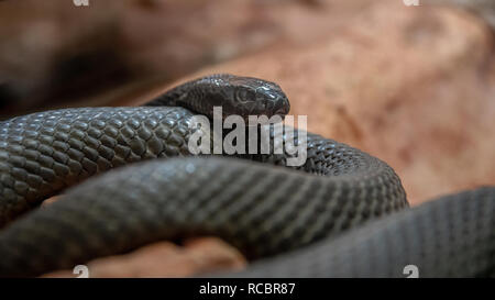 Inland taipan, anche comunemente noto come il western taipan, la piccola scala snake, o il feroce serpente. È un grande serpente velenoso. Foto Stock