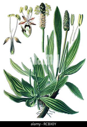 Ribwort piantaggine, inglese piantaggine, Buckhorn piantaggine o Narrowleaf piantaggine, pianta medicinale, chromolithography storico Foto Stock