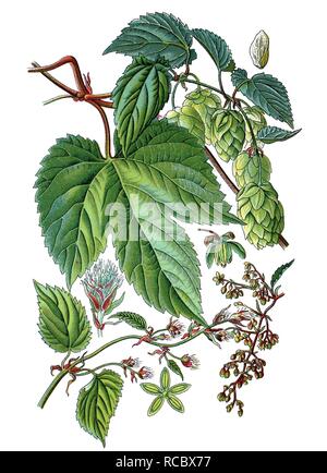 Luppolo (Humulus lupulus), pianta medicinale, raccolto utile, storico chromolithography, 1870 Foto Stock