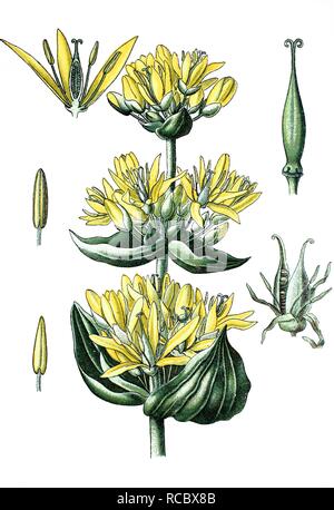 Grande giallo (genziana lutea Gentiana), pianta medicinale, storico chromolithography, 1870 Foto Stock