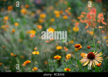 Calendula officinalis principe indiano,l'Echinacea purpurea Big Kahuna,Coneflower,rosso arancio fiori,miele-mango fiori colorati, letto matrimoniale,confine,perenne,flusso Foto Stock