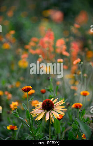 Calendula officinalis principe indiano,l'Echinacea purpurea Big Kahuna,Coneflower,rosso arancio fiori,miele-mango fiori colorati, letto matrimoniale,confine,perenne,flusso Foto Stock