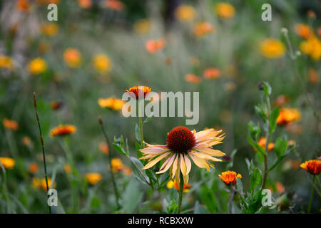 Calendula officinalis principe indiano,l'Echinacea purpurea Big Kahuna,Coneflower,rosso arancio fiori,miele-mango fiori colorati, letto matrimoniale,confine,perenne,flusso Foto Stock