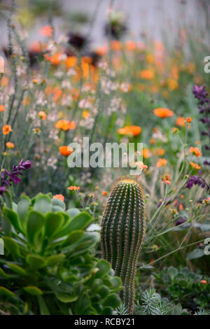 Geum totalmente mandarino,cactus,echinocactus,linaria che ricordano le pesche,salvia amore e auguri,miscelati esotici schema impianto,arancio fiori,fioritura,perenne,peren Foto Stock