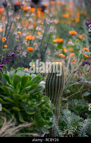 Geum totalmente mandarino,cactus,echinocactus,linaria che ricordano le pesche,salvia amore e auguri,miscelati esotici schema impianto,arancio fiori,fioritura,perenne,peren Foto Stock