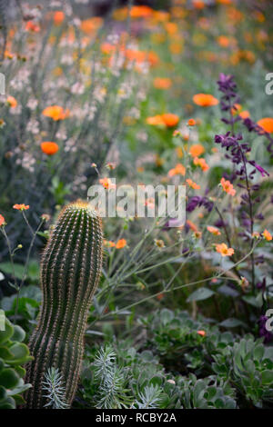 Geum totalmente mandarino,cactus,echinocactus,linaria che ricordano le pesche,salvia amore e auguri,miscelati esotici schema impianto,arancio fiori,fioritura,perenne,peren Foto Stock