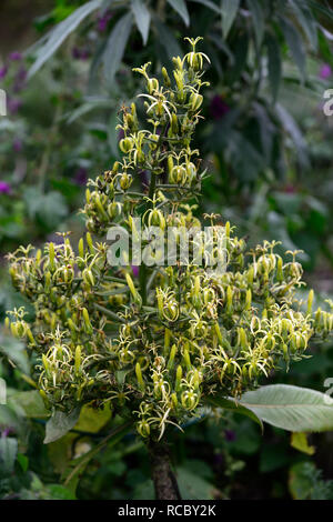 Musschia wollastonii,massa piramidale insolito fiori,madera,giallo verdolino fiori,fioritura,monocarpic,RM Floral Foto Stock